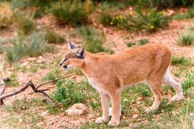 Naankuse Vahşi Yaşam Sığınağı'nda Karakal yakın görünümü, Namibya, Afrika