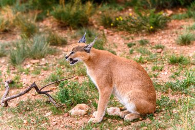 Naankuse Vahşi Yaşam Sığınağı'nda bir karakalın yakın çekim, Namibya, Afrika