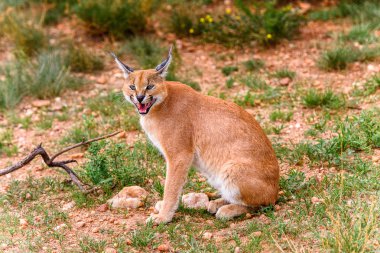 Naankuse Vahşi Yaşam Sığınağı'nda bir karakalın yakın çekim, Namibya, Afrika