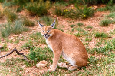 Naankuse Vahşi Yaşam Sığınağı'nda bir karakalın yakın çekim, Namibya, Afrika