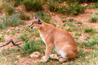 Naankuse Vahşi Yaşam Sığınağı'nda bir karakalın yakın çekim, Namibya, Afrika