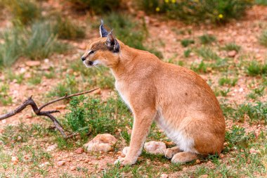 Naankuse Vahşi Yaşam Sığınağı'nda bir karakalın yakın çekim, Namibya, Afrika