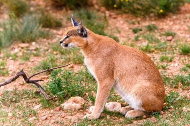 Naankuse Vahşi Yaşam Sığınağı'nda bir karakalın yakın çekim, Namibya, Afrika