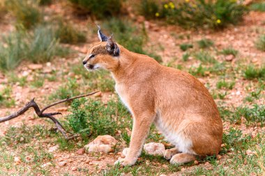 Naankuse Vahşi Yaşam Sığınağı'nda bir karakalın yakın çekim, Namibya, Afrika