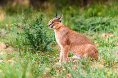 Naankuse Vahşi Yaşam Sığınağı'nda bir karakalın yakın çekim, Namibya, Afrika