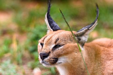 Close up of a caracal at the Naankuse Wildlife Sanctuary, Namibia, Africa clipart