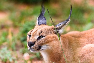 Naankuse Vahşi Yaşam Sığınağı'nda bir karakalın yakın çekim, Namibya, Afrika