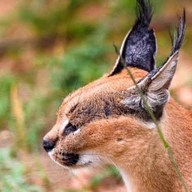 Naankuse Vahşi Yaşam Sığınağı'nda bir karakalın yakın çekim, Namibya, Afrika