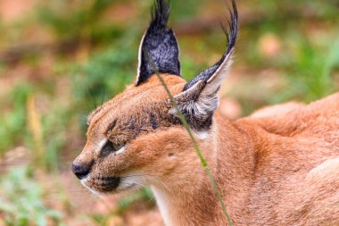 Naankuse Vahşi Yaşam Sığınağı'nda bir karakalın yakın çekim, Namibya, Afrika