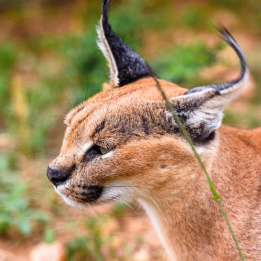 Naankuse Vahşi Yaşam Sığınağı'nda bir karakalın yakın çekim, Namibya, Afrika