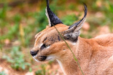 Naankuse Vahşi Yaşam Sığınağı'nda bir karakalın yakın çekim, Namibya, Afrika