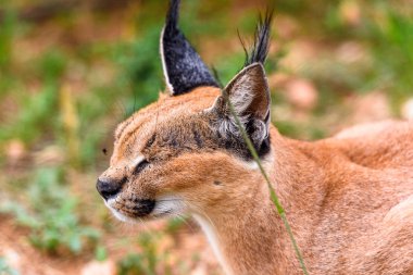 Caracal At the Naankuse Wildlife Sanctuary, Namibya, Afrika