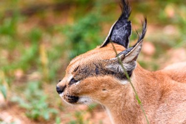 Caracal At the Naankuse Wildlife Sanctuary, Namibya, Afrika