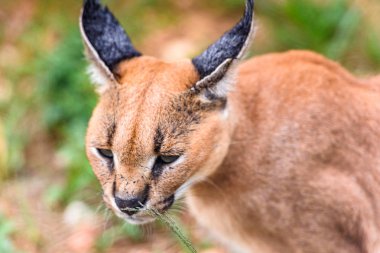 Caracal At the Naankuse Wildlife Sanctuary, Namibya, Afrika