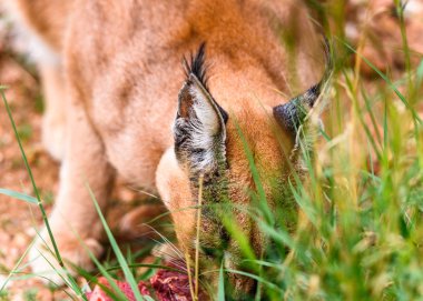 Naankuse Vahşi Yaşam Sığınağı'nda et yiyen Karakal, Namibya, Afrika