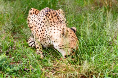 Naankuse Vahşi Yaşam Sığınağı'nda bir Çita'nın yakın çekimi, Namibya, Afrika