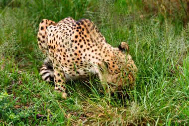 Naankuse Vahşi Yaşam Sığınağı'nda bir Çita'nın yakın çekimi, Namibya, Afrika