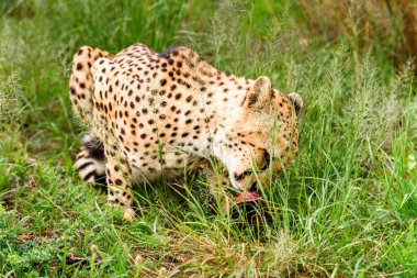 Naankuse Vahşi Yaşam Sığınağı'nda bir Çita'nın yakın çekimi, Namibya, Afrika