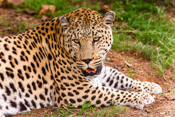 Leopard close up at the Naankuse Wildlife Sanctuary, Namibia, Africa