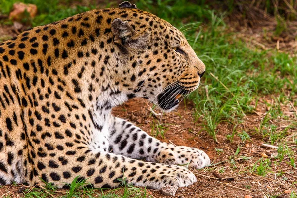 Leopardo Cerca Santuario Vida Silvestre Naankuse Namibia África —  Fotos de Stock