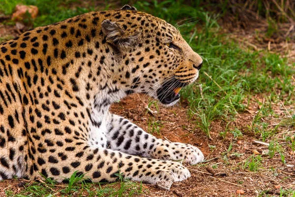 Fermeture Léopard Naankuse Wildlife Sanctuary Namibie Afrique — Photo
