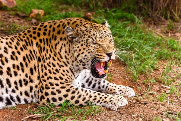 Leoparden Aus Nächster Nähe Naankuse Wildschutzgebiet Namibia Afrika — Stockfoto