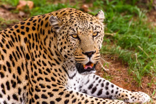 Porträt Eines Schönen Leoparden Naankuse Wildschutzgebiet Namibia Afrika — Stockfoto