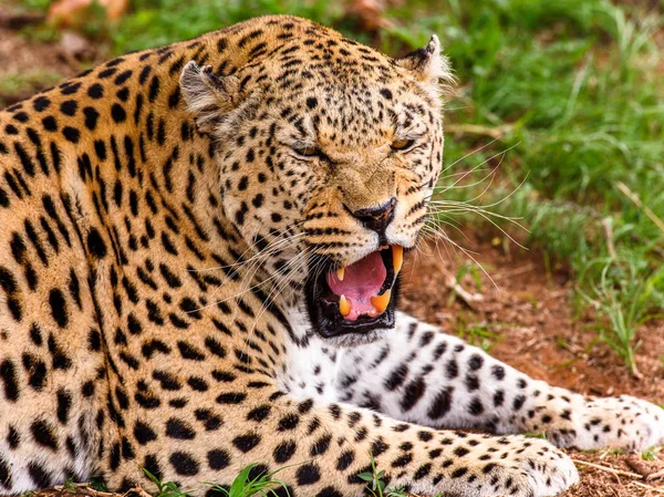 Portret Van Mooie Leopard Naankuse Wildlife Sanctuary Namibië Afrika — Stockfoto