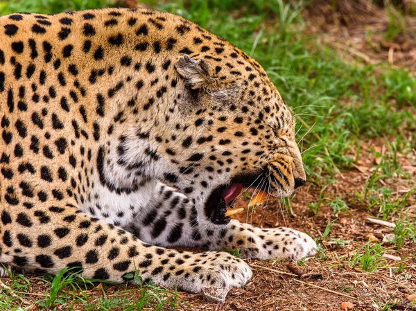 Portret Van Mooie Leopard Naankuse Wildlife Sanctuary Namibië Afrika — Stockfoto