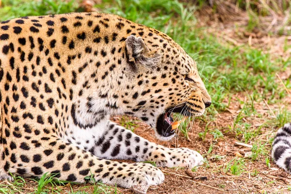 Portret Van Mooie Leopard Naankuse Wildlife Sanctuary Namibië Afrika — Stockfoto