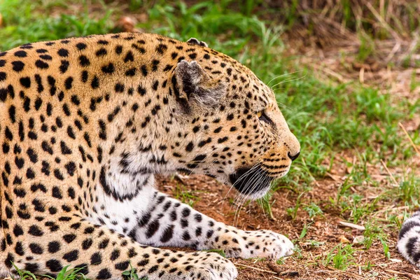 Retrato Hermoso Leopardo Santuario Vida Silvestre Naankuse Namibia África — Foto de Stock