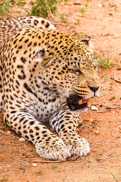 Portret Van Mooie Leopard Naankuse Wildlife Sanctuary Namibië Afrika — Stockfoto