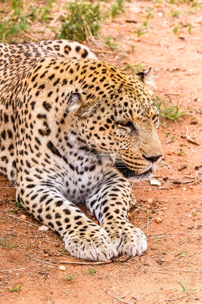 Porträt Eines Schönen Leoparden Naankuse Wildschutzgebiet Namibia Afrika — Stockfoto