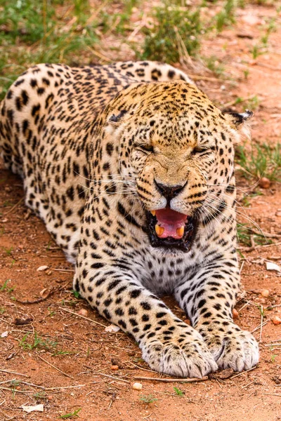 Portret Van Mooie Leopard Naankuse Wildlife Sanctuary Namibië Afrika — Stockfoto