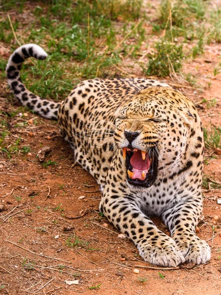 Naankuse 野生动物保护区的美丽豹肖像 纳米比亚 — 图库照片