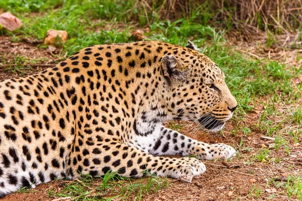 Retrato Hermoso Leopardo Santuario Vida Silvestre Naankuse Namibia África —  Fotos de Stock