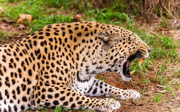Naankuse 野生动物保护区的美丽豹肖像 纳米比亚 — 图库照片