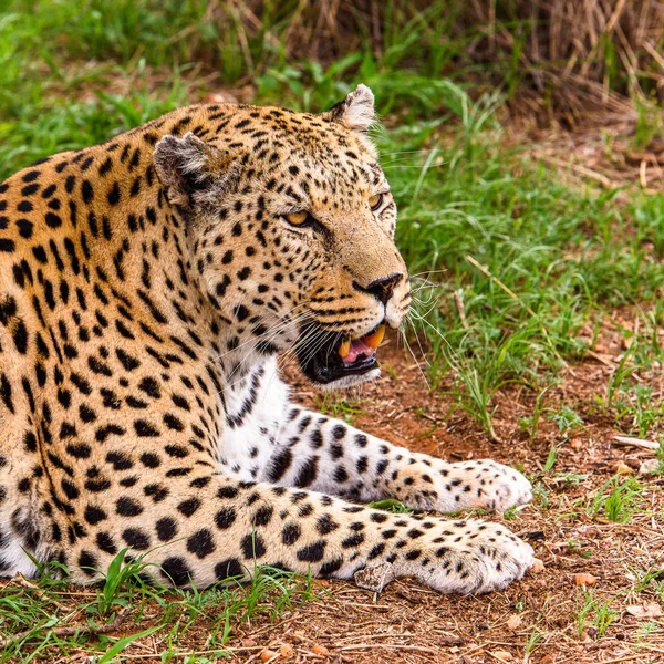 Retrato Hermoso Leopardo Santuario Vida Silvestre Naankuse Namibia África —  Fotos de Stock