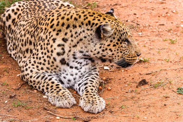 Portrét Krásné Leopard Africe Naankuse Wildlife Sanctuary Namibie — Stock fotografie