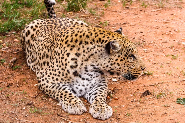 Портрет Прекрасного Леопарда Заповеднике Наанкузе Намибия Африка — стоковое фото
