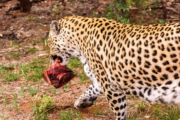 Leopard Bär Iväg Bit Kött Afrikas Naankuse Wildlife Sanctuary Namibia — Stockfoto