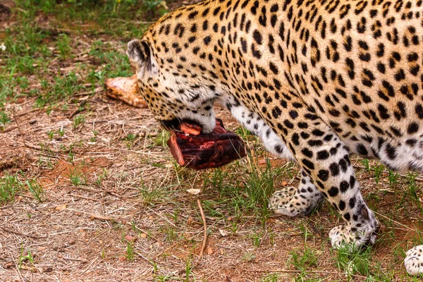Leopard Trägt Ein Stück Fleisch Naankuse Wildschutzgebiet Namibia Afrika Weg — Stockfoto