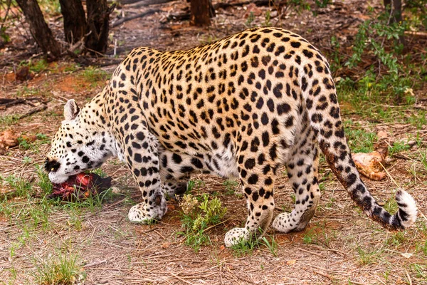 ヒョウは Naankuse 野生生物保護区 ナミビア アフリカで肉の部分を運ぶ距離 — ストック写真