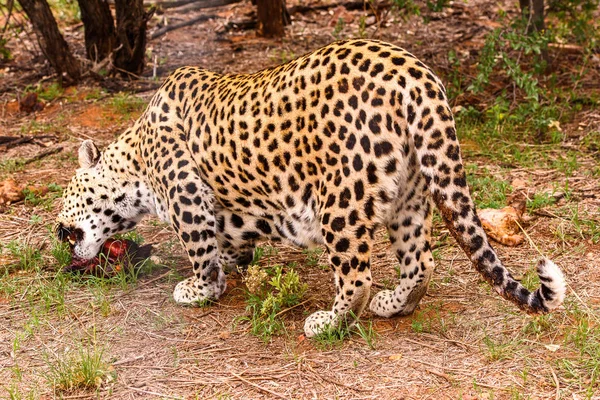 Leopard Bär Iväg Bit Kött Afrikas Naankuse Wildlife Sanctuary Namibia — Stockfoto