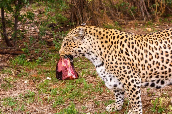 Luipaard Draagt Weg Een Stuk Vlees Naankuse Wildlife Sanctuary Namibië — Stockfoto