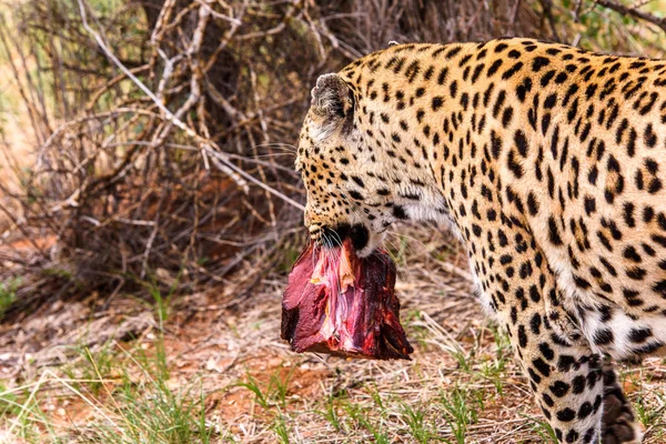 ヒョウは Naankuse 野生生物保護区 ナミビア アフリカで肉の部分を運ぶ距離 — ストック写真