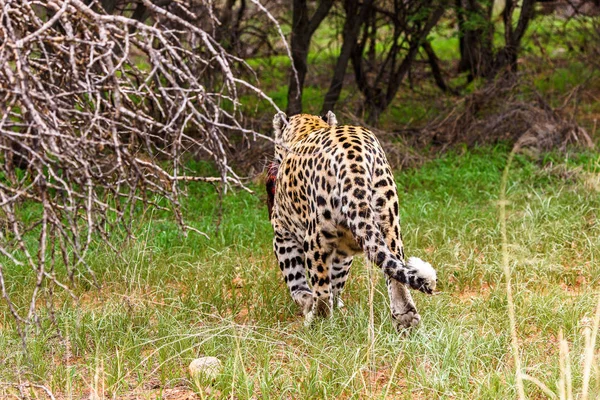 Leopardí Odvádí Kus Masa Naankuse Wildlife Sanctuary Namibie Afrika — Stock fotografie
