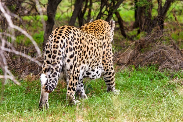 Leopardí Odvádí Kus Masa Naankuse Wildlife Sanctuary Namibie Afrika — Stock fotografie
