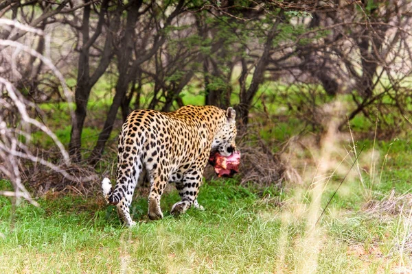 ヒョウは Naankuse 野生生物保護区 ナミビア アフリカで肉の部分を運ぶ距離 — ストック写真