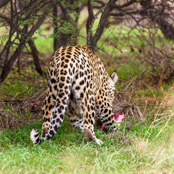 Leopard Carries Away Piece Meat Naankuse Wildlife Sanctuary Namibia Africa — Stock Photo, Image